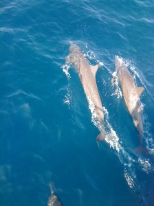 bay sailing in Punta Mita