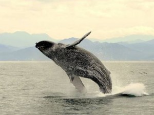 whale watching Punta Mita