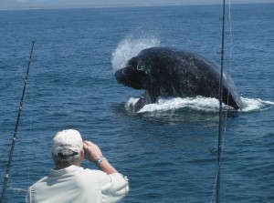 Punta Mita whale watching