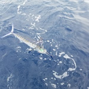 marlin fishing in Punta Mita