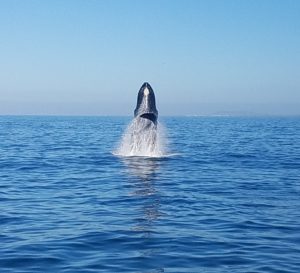 whale watching Punta Mita