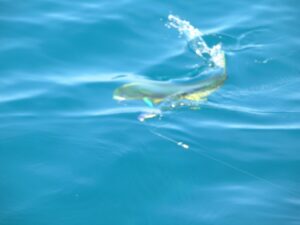 mahi-mahi fishing in Punta Mita