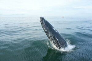 whale watching Punta Mita