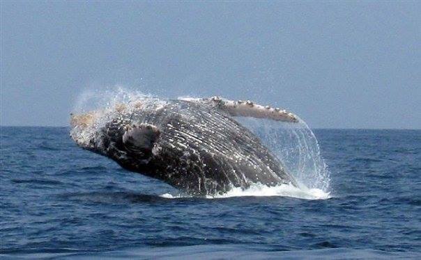 Punta Mita whale watching