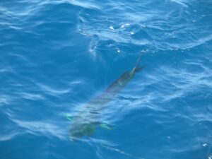 Dorado Hooked in Punta Mita