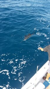 Sailfish about to be caught in Punta Mita