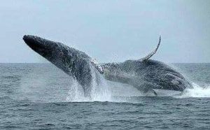  Punta Mita whale watching and fishing