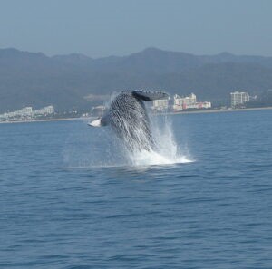 punta mita whale watching