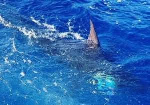 Punta Mita deep sea fishing report