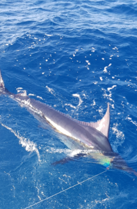 deep sea fishing report May Punta Mita