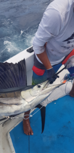 fishing Punta Mita